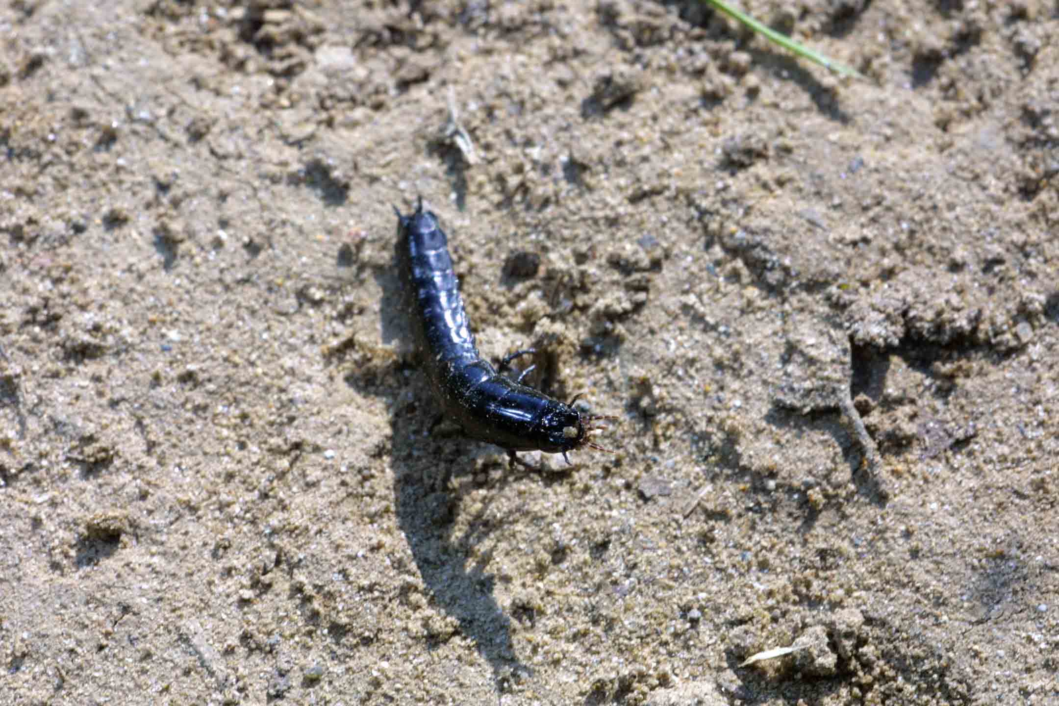 Larva di Carabidae